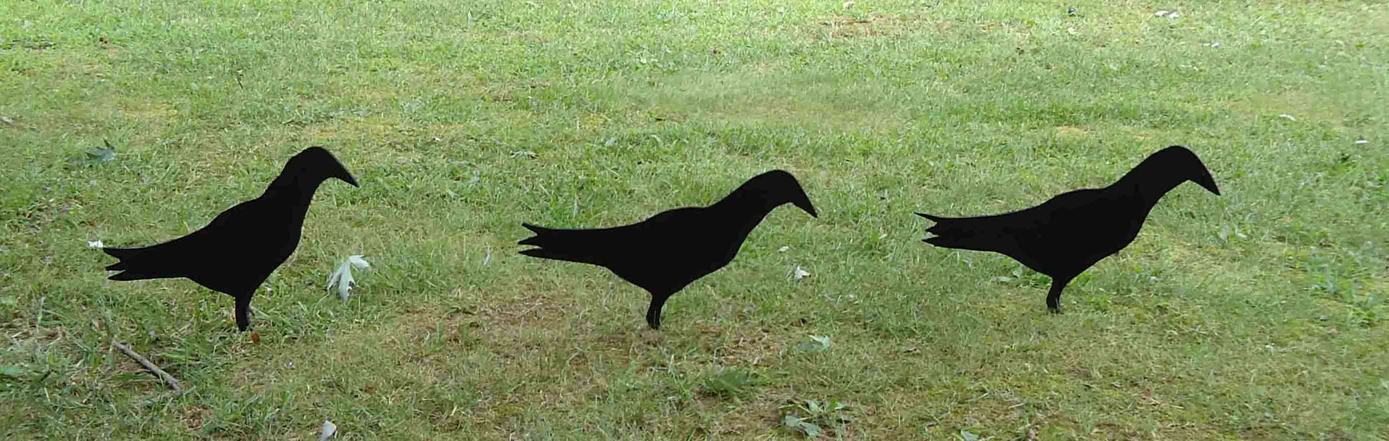 Crow Decoys Varmint, Small Game and Hog Hunting The Varminter Forums